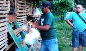 Baru Berumur 33 Hari, Ayam Potong Bantuan Pemda Banggai Berat 2 Kg