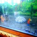 Puluhan Ikan Cardinal Fish Mati Mengenaskan di Aquarium Kantor DPRD Banggai