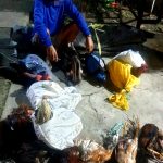 6 Ekor Ayam Keok, Pelaku Bandar Judi Digerebek Polisi Nuhon Banggai