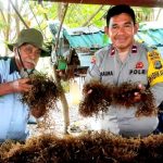 Sempat Gagal Panen, Aipda Abd Rahim Kunjungi Petani Rumput Laut Tanjung Tuwis