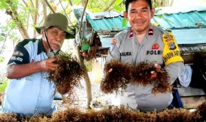 Sempat Gagal Panen, Aipda Abd Rahim Kunjungi Petani Rumput Laut Tanjung Tuwis