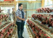 Tim Bappenas Verifikasi Rumah Ayam Petelur Kelompok Mandiri Jaya di Bubung Luwuk