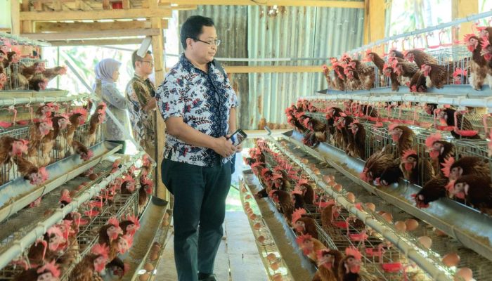 Tim Bappenas Verifikasi Rumah Ayam Petelur Kelompok Mandiri Jaya di Bubung Luwuk