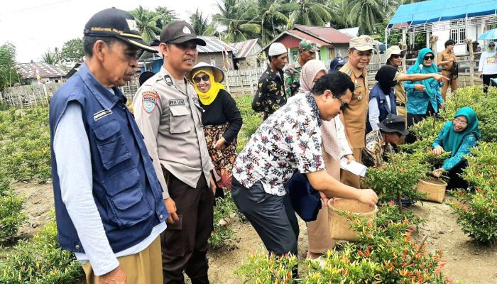 Kampung Sayur KWT Monsuani Tano di Desa Nonong Batui Diverifikasi Tim Bappenas