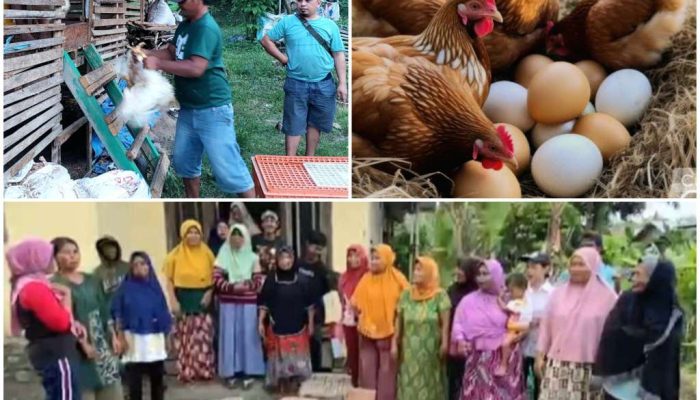 Satu Juta Satu Pekarangan Bibit Ayam, Program Inovatif, Adaptif dan Transformatif