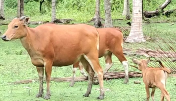 Ini Alasan Disnak Keswan Banggai Lelang 66 Ekor Sapi