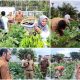 Buah Terung Segar di Lahan Percontohan TPHP Banggai, Kadis Subhan Pimpin Panen Perdana