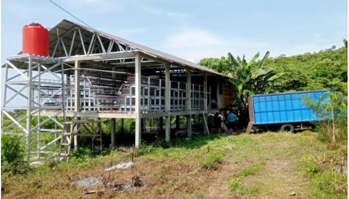 Kebutuhan Kandang Ayam Petelur Tinggi, Tahun 2024 Disnakeswan Banggai Bangun 6 Unit