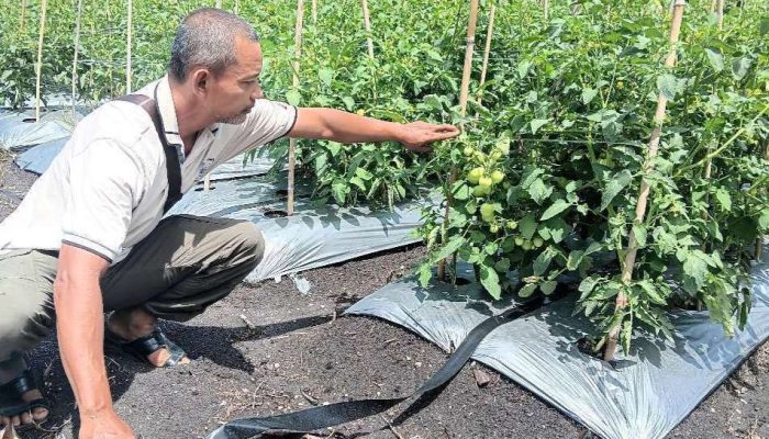 Kebun Percontohan TPHP Banggai, Menggunakan Metode Penanaman Selang Tetes dan Kinjir