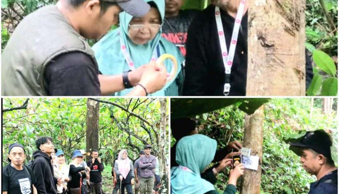 Komoditi Durian Nambo Akan Dilindungi, BRIDA dan BRIN Lakukan Riset