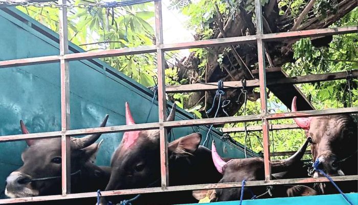 Pantau Pergerakan Lalu Lintas Ternak, Disnakeswan Periksa 52 Ekor Sapi Asal Tolisu