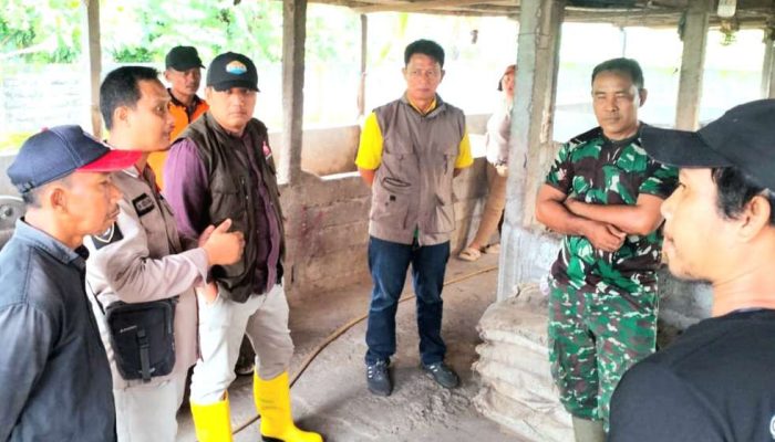 Peternakan Babi Lesu, Disnakeswan Banggai Lakukan Sosialisasi di Sentral Timur