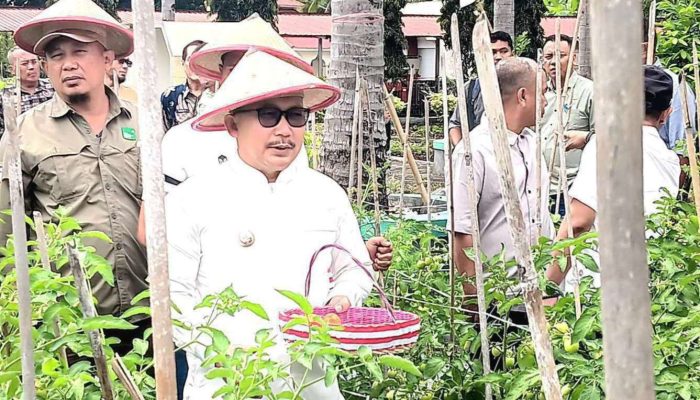 Bupati Amirudin Panen Perdana Tanaman Tomat di Pekarangan TPHP Banggai Bukit Halimun