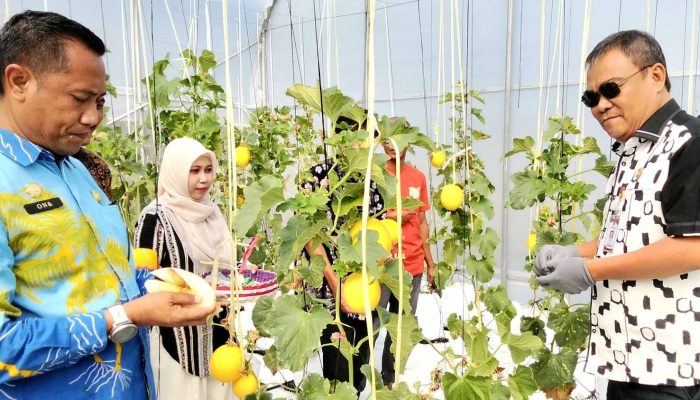 TPHP Banggai Panen Buah Melon, Sekda Ramli : Saya Sudah Cicipi, Luar Biasa Rasanya, Manis