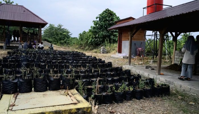 Bioferdom Membawa Harapan Baru bagi Petani Jagung